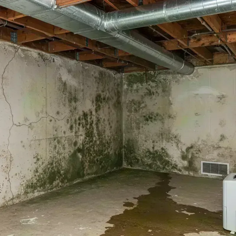 Professional Mold Removal in Audrain County, MO